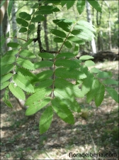 thumbs Sorbus aucuparia6 Sorbus aucuparia (Serbal de cazadores, serbal silvestre)